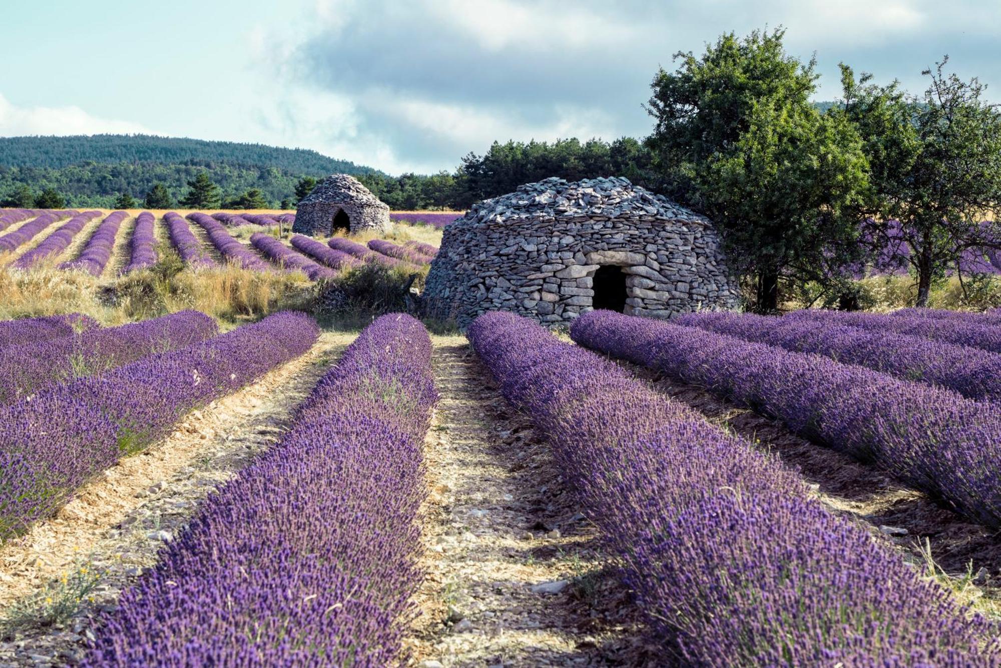 Le Cabanon Des Lavandes Entre Mont Ventoux Et Luberon โซลต์-เดอ-โวคลูซ ภายนอก รูปภาพ